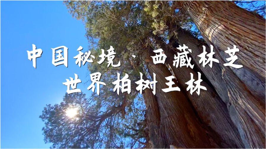 特种突击聪明的顺溜