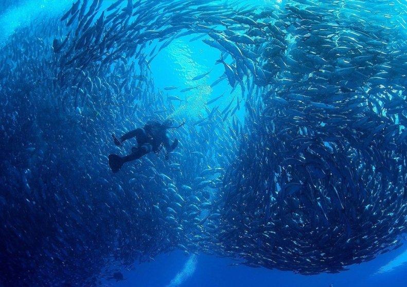 在线溶解氧监测仪